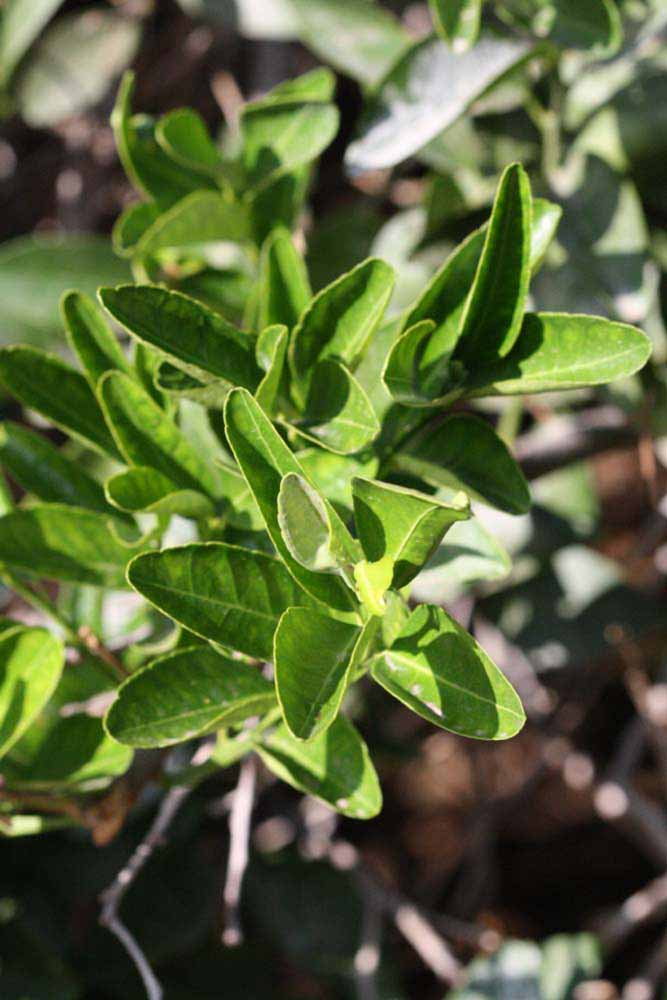              Sun leaves (Riverside, CA)       